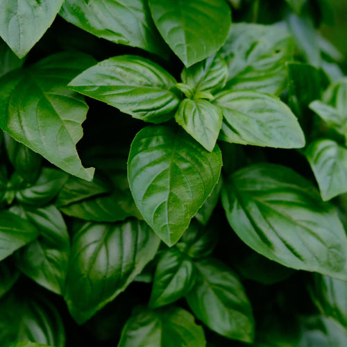 fresh basil leaves