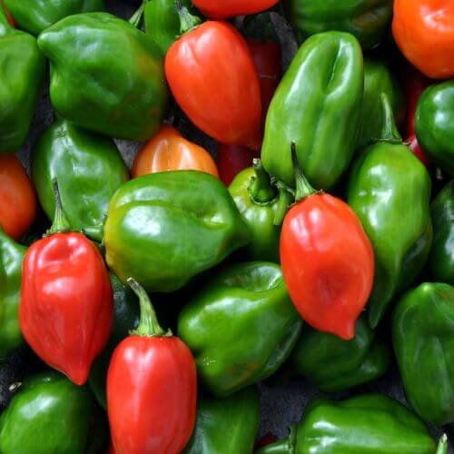 habanero peppers